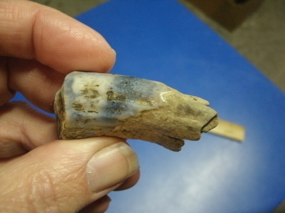 FOSSIL BISON TOOTH RILEY CO. KANSAS