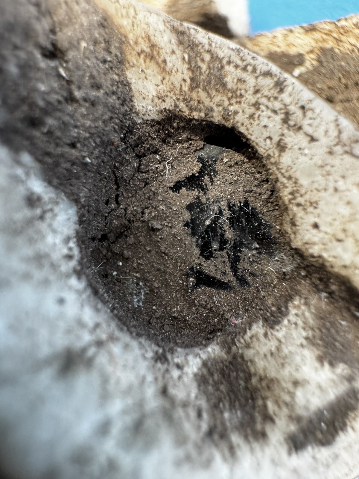 Tula Hidalgo Pre Columbian Toltec Alien Stone Carving Pendant Ojuelos