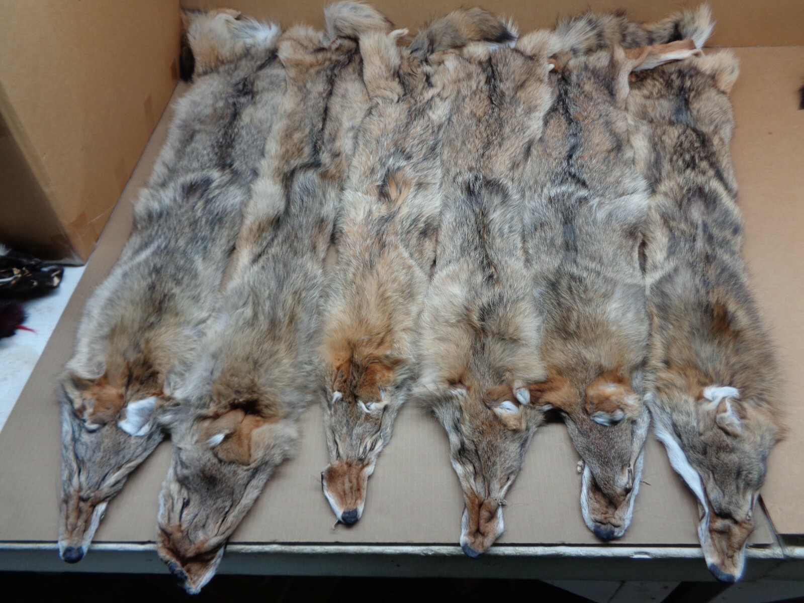 Tanned  XL Flat Coyote Hide With Full Tail /Furs/Taxidermy/Crafts