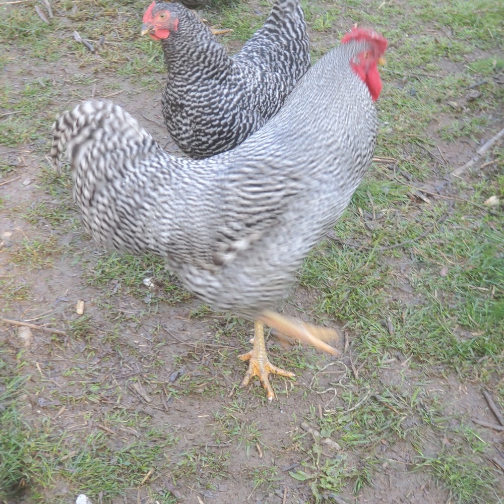 10+ Heritage Dominique Hatching Eggs