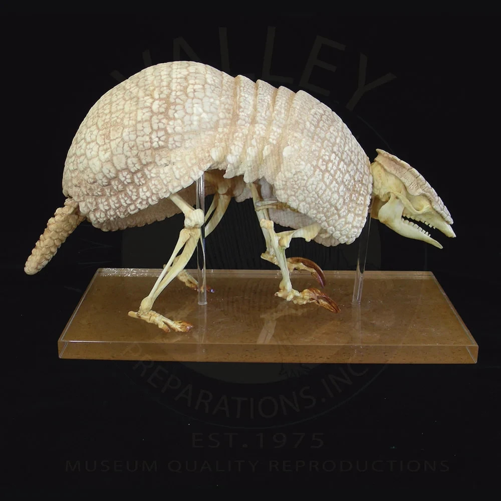 THREE-BANDED ARMADILLO SKELETON REPLICA