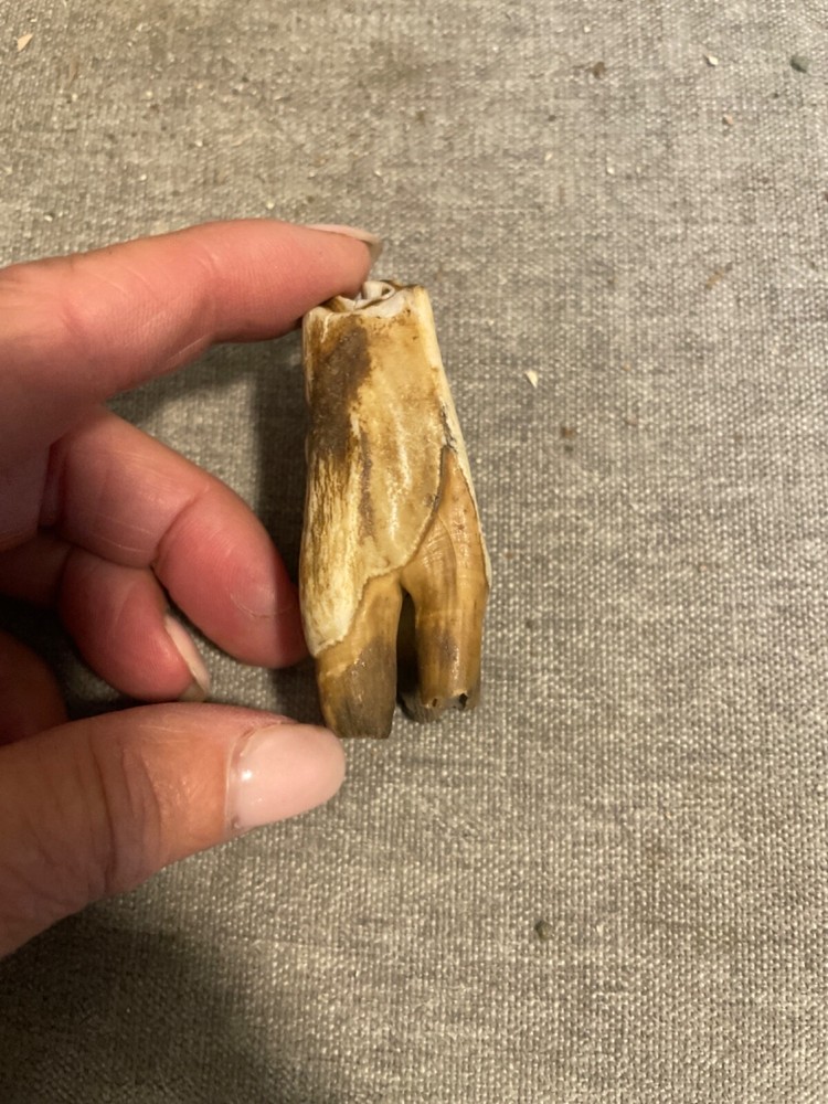 ice age horse tooth