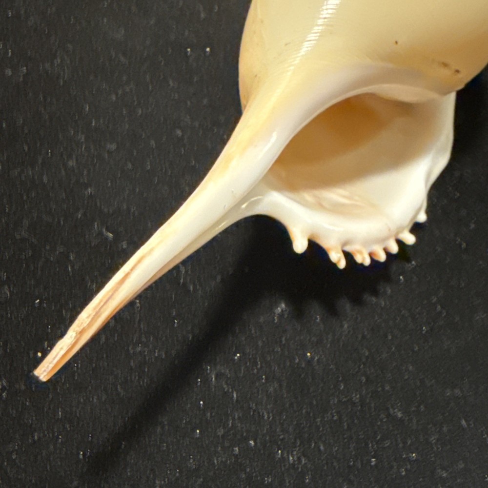 Rostellariidae Tibia Fusus Spindle, Shin-bone Tibia 165mm
