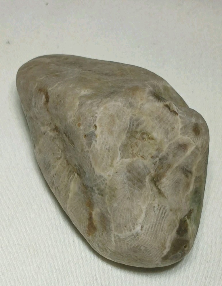 Natural Michigan Petoskey Stones • 4pc Unploshed • Great Lakes Fossil Coral