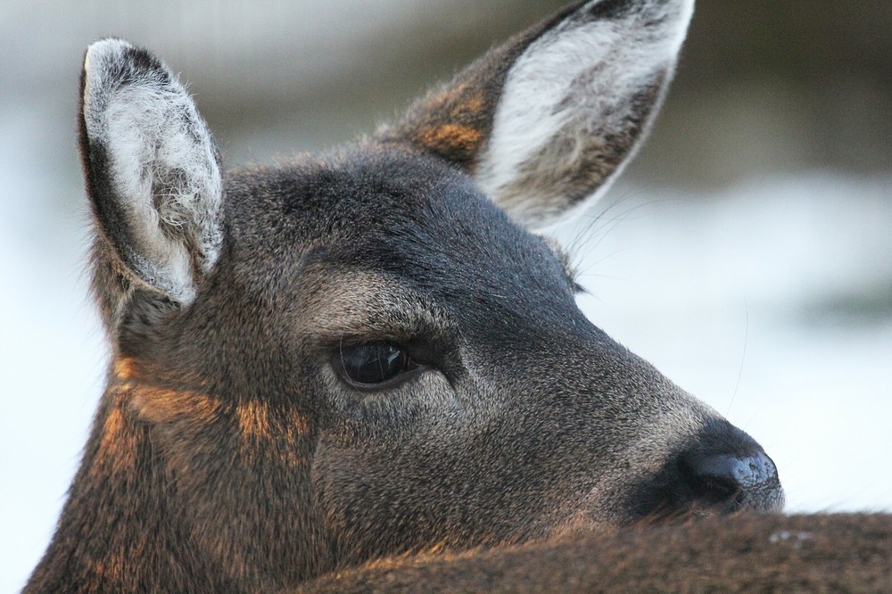 Blacktail Deer Taxidermy Reference Photo Cd