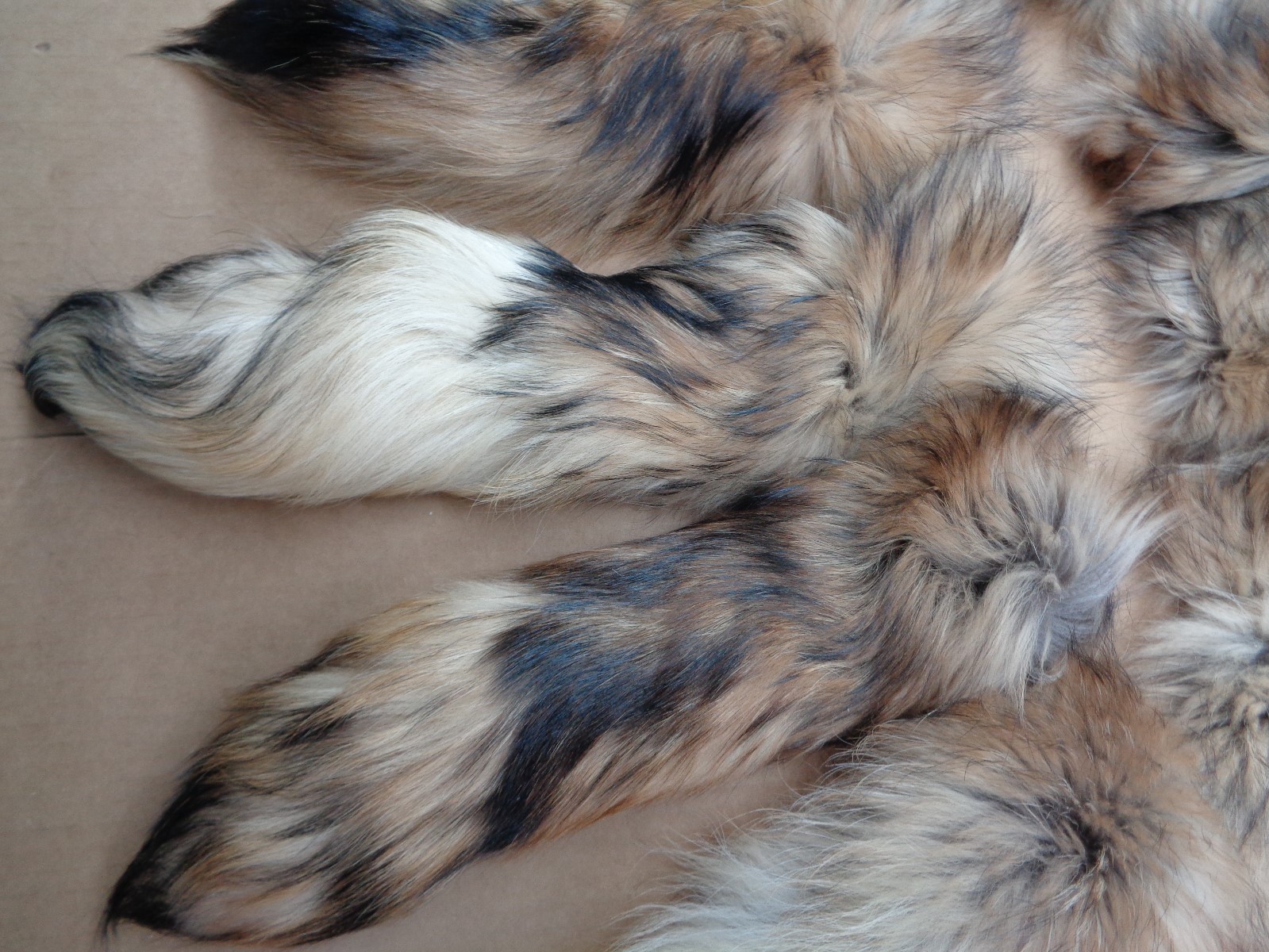 Rare #1 Quality Super Soft XL Tanned Finn coon Tail/Tanuki/Crafts/Coyote Tail