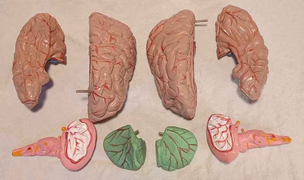 Human Brain Anatomically Sized Model Teaching Study Display Medical Science -Z