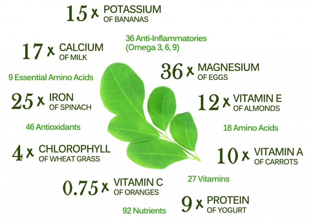 Moringa Seeds for Planting | Non-GMO Wingless from India Very Fresh | Bulk