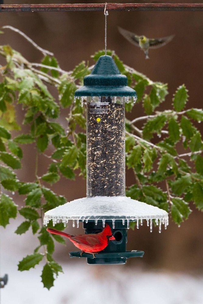 Brome Squirrel Buster Plus Weatherguard 1026 - Clear