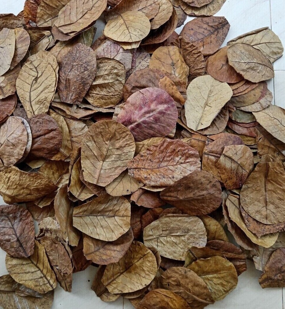 1000Pcs Indian Catappa Almond Leaves 5'' Tannins for Bettas, Discus, Aquarium