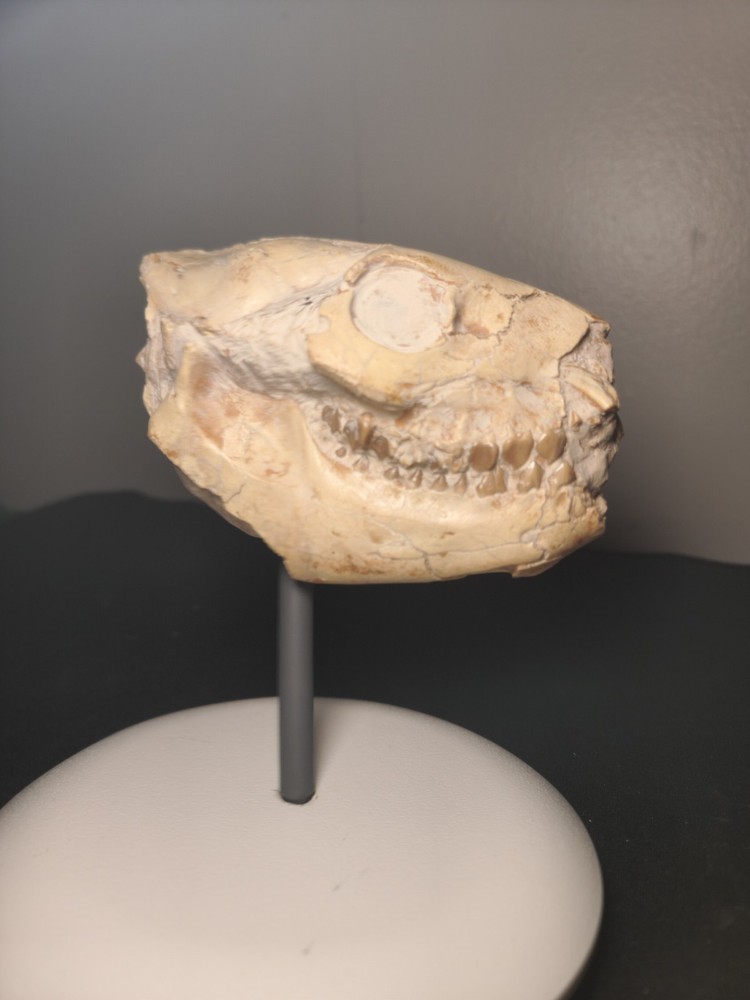 Oreodont Skull