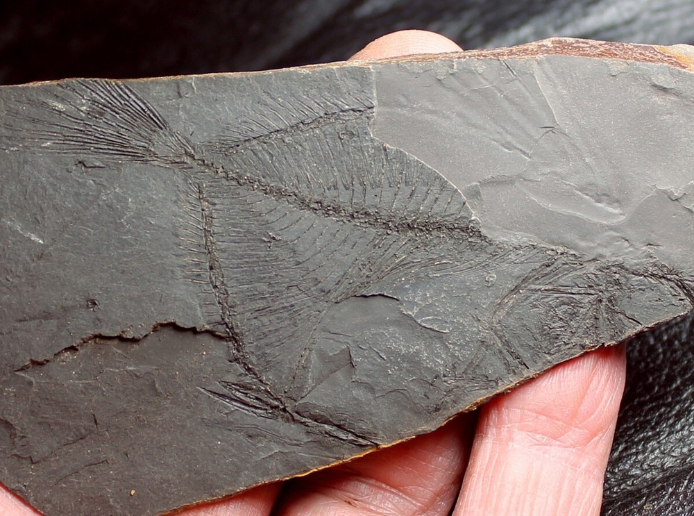 Zenopsis clarus - Big, rare Oligocene fossil fish.