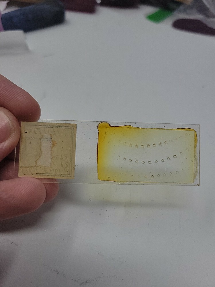 Vintage Microscope Slide 1941