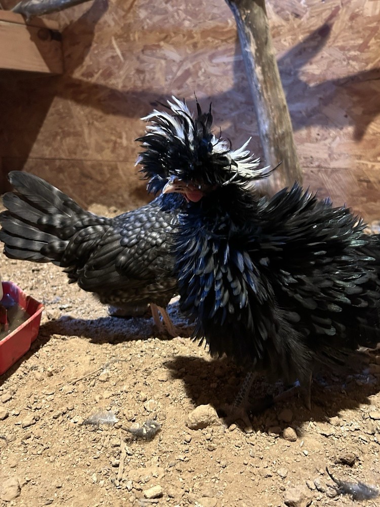 Fertile Polish Hatching Eggs +6