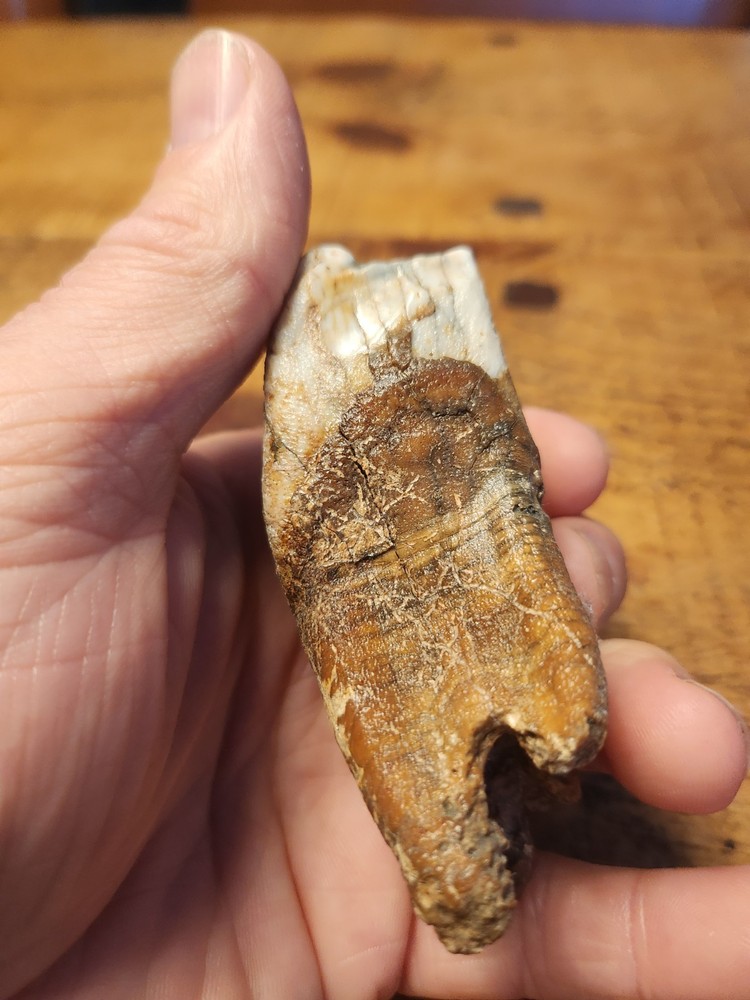 Fossilised tooth found in Happisbugh