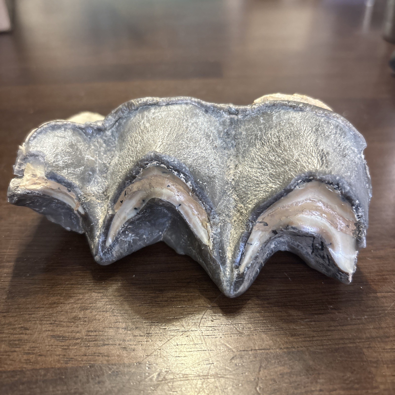 Rhino Lower molar Titanothere Late Eocene 35 Mill Fossil