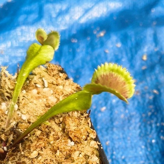 Venus Flytrap GREEK FIRE Carnivorous Plant