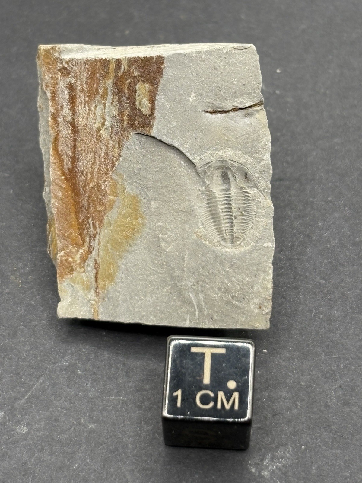 (5) Trilobites- Middle Cambrian-Aphelaspis brachyphasis- Murray County, Georgia