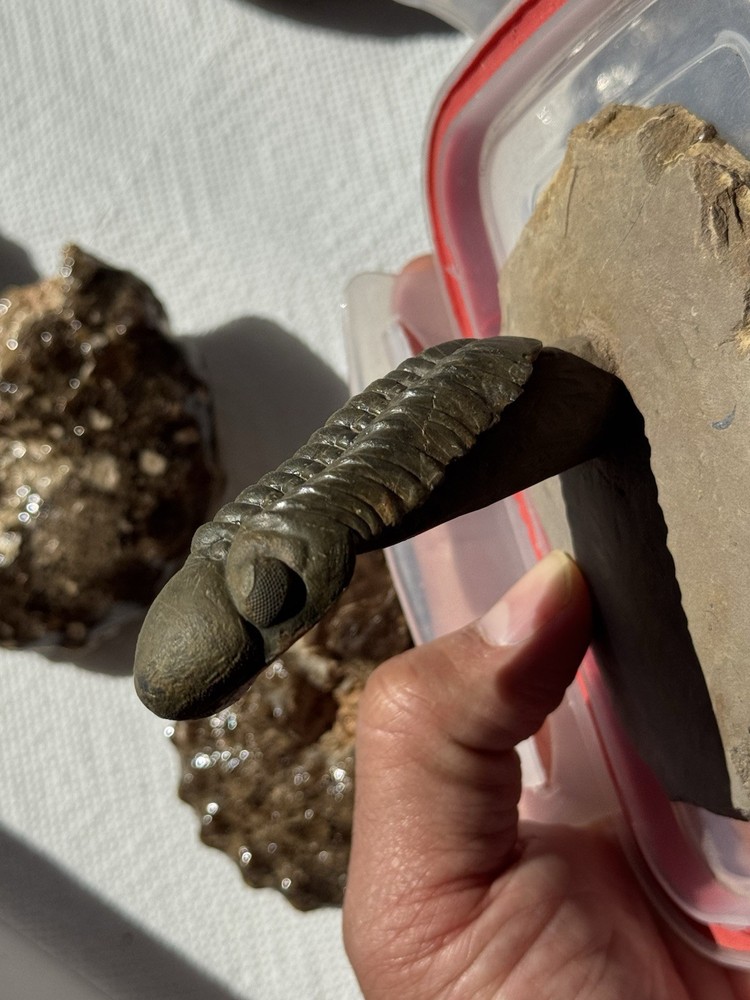 trilobite fossil specimen on matrix