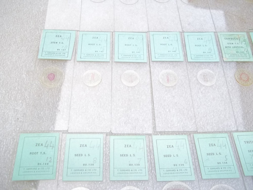 Vintage Glass Microscope Slides -