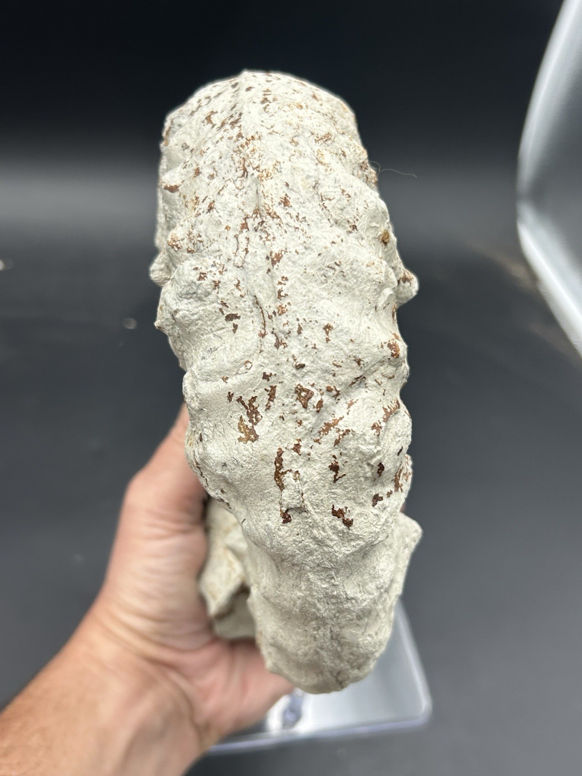 NICE 9.5” Dinosaur Age Mortoniceras Sp. Texas Fossil Ammonite! Both Sides Great!