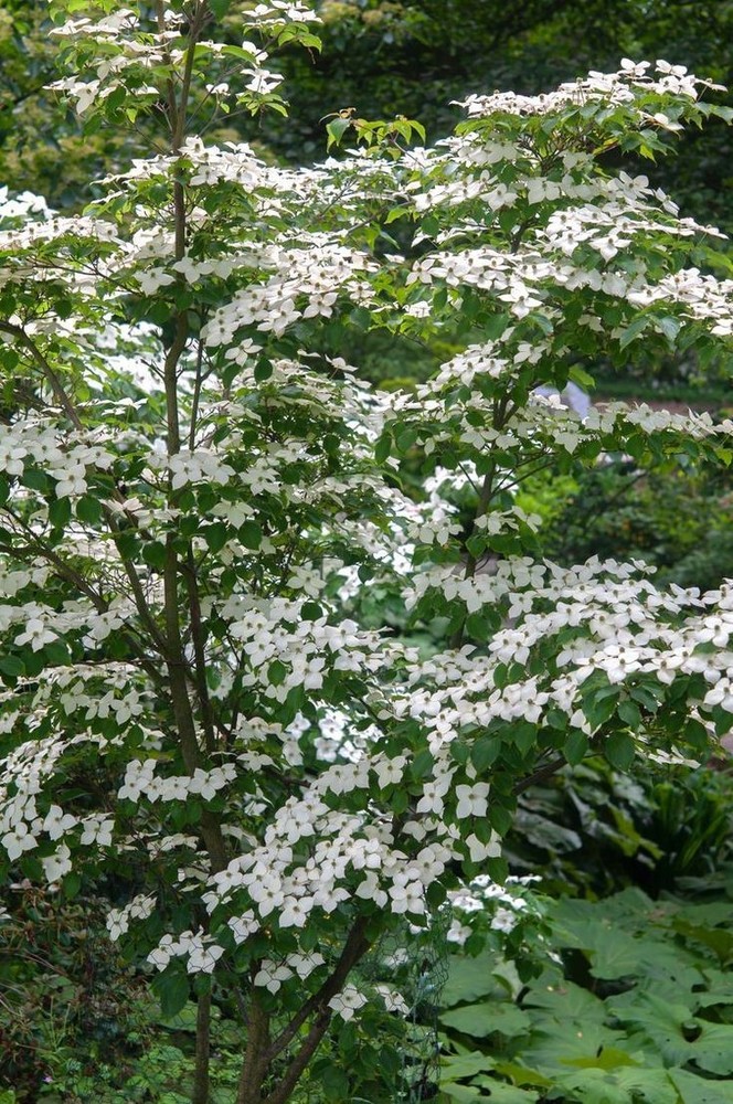 2 Kousa Dogwood Tree | Bare-root