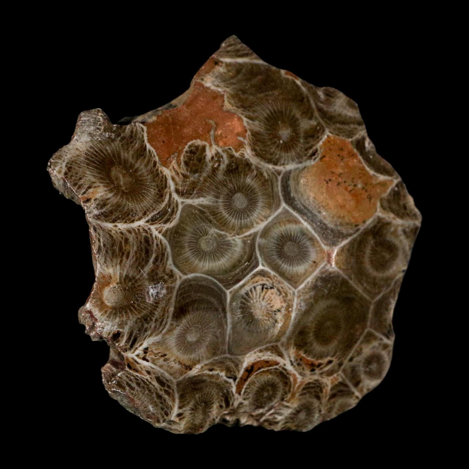 2.6" Polished Hexagonaria Coral Fossil Devonian Age 350 Million Yrs Old Morocco