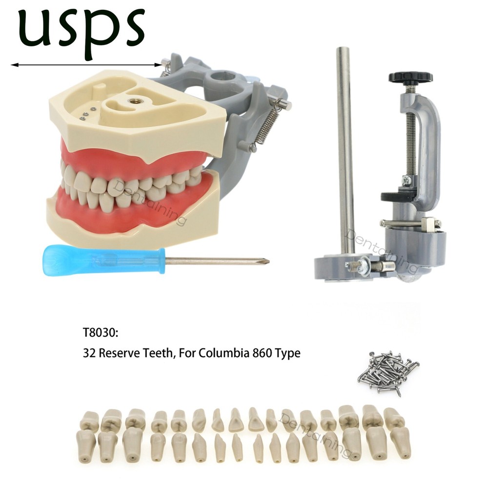 US Columbia Dentoform 860 Dental Study Model 32 Replace Teeth Mounting Pole