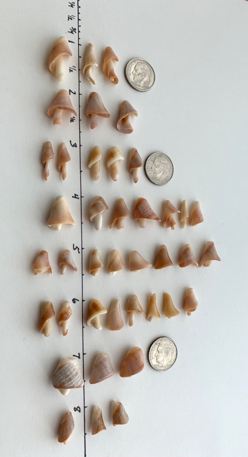 40 Mushroom Shell Beach Seashells Tree Natural Shaped Fragment Craft Dollhouse B