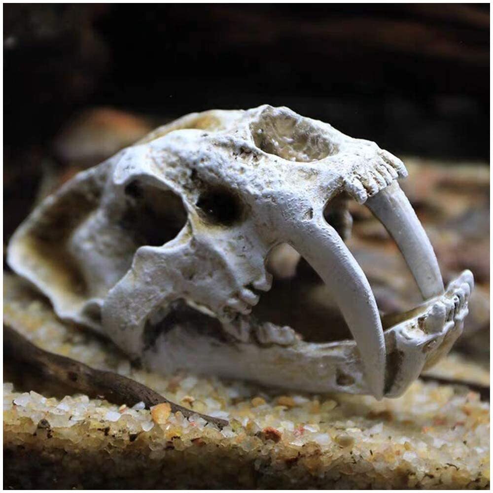 Dinosaur Skull Model Resin Dinosaur Replica ImitationBone Skeleton