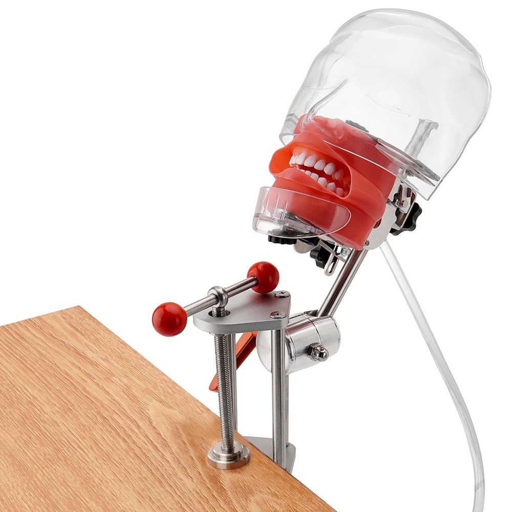 Dental Bench-Mounted Training Manikin (28 Teeth) Phantom Head Model