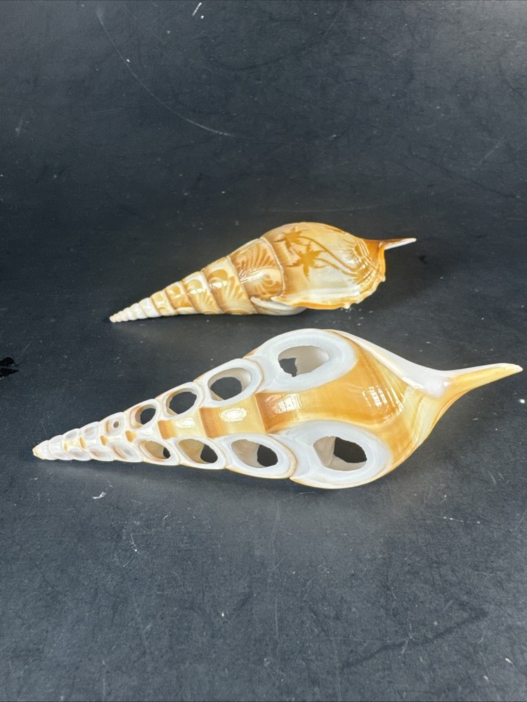 Tibia Shells Cut Polished Etched 2 Pieces Natural Decor Specimen