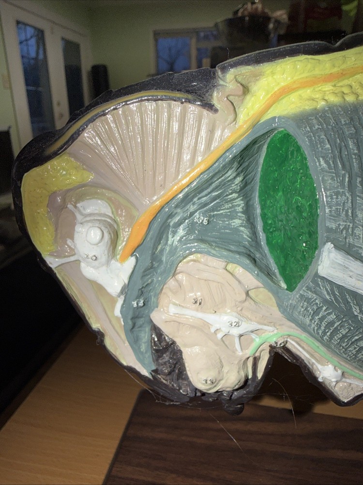 Vintage Bobbitt Laboratories Grasshopper Anatomy Model
