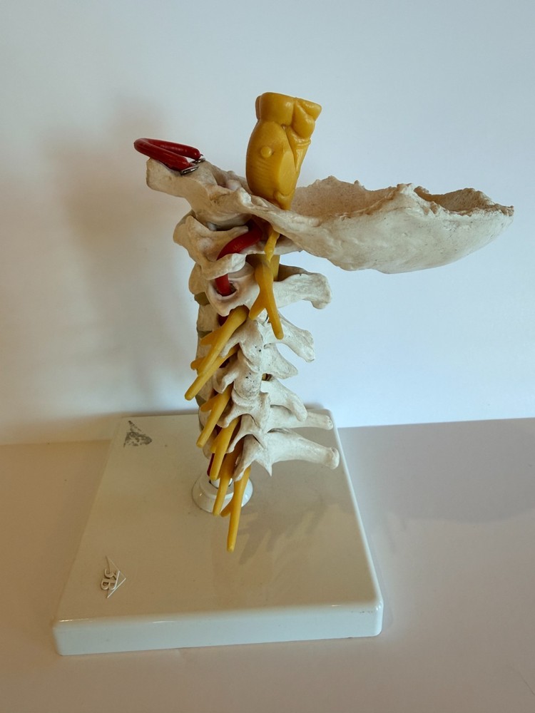 Cervical Spine Model 1000144, A7, 3B Scientific