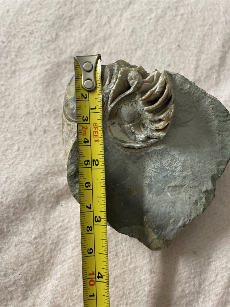 Real Fossil 485 Gr
