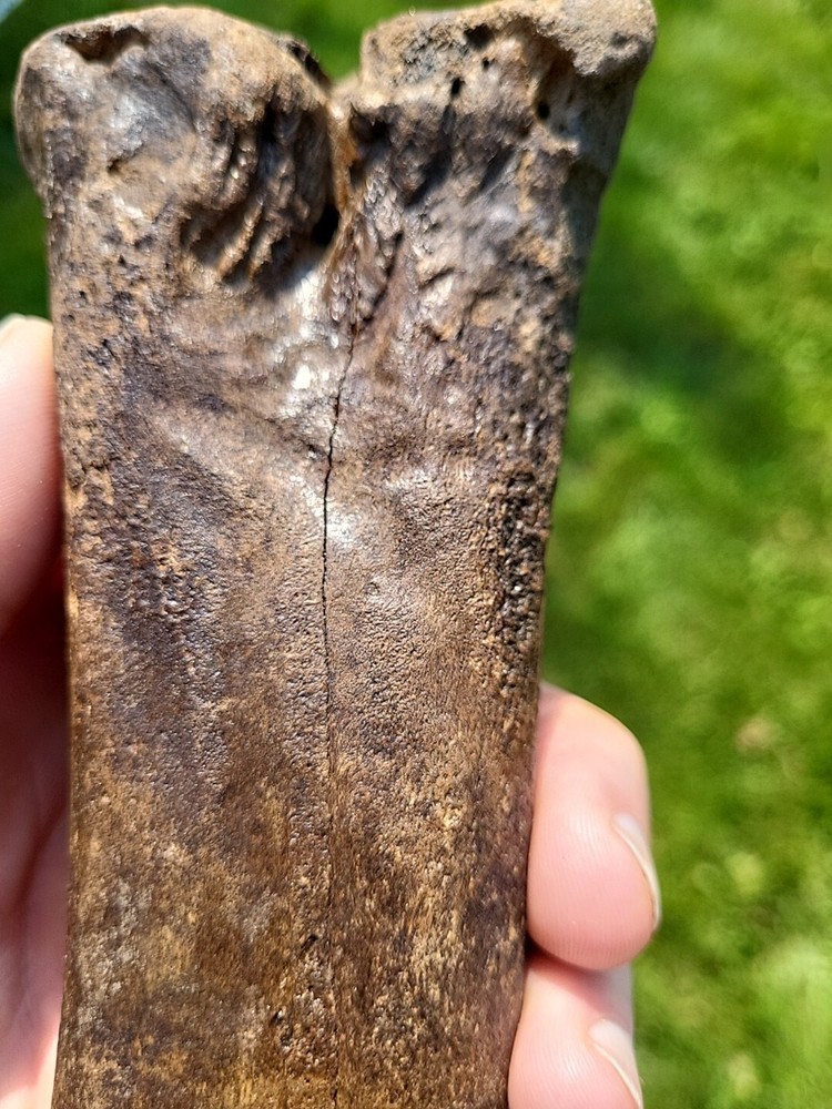 Bison metacarpal Historic bison foot bone