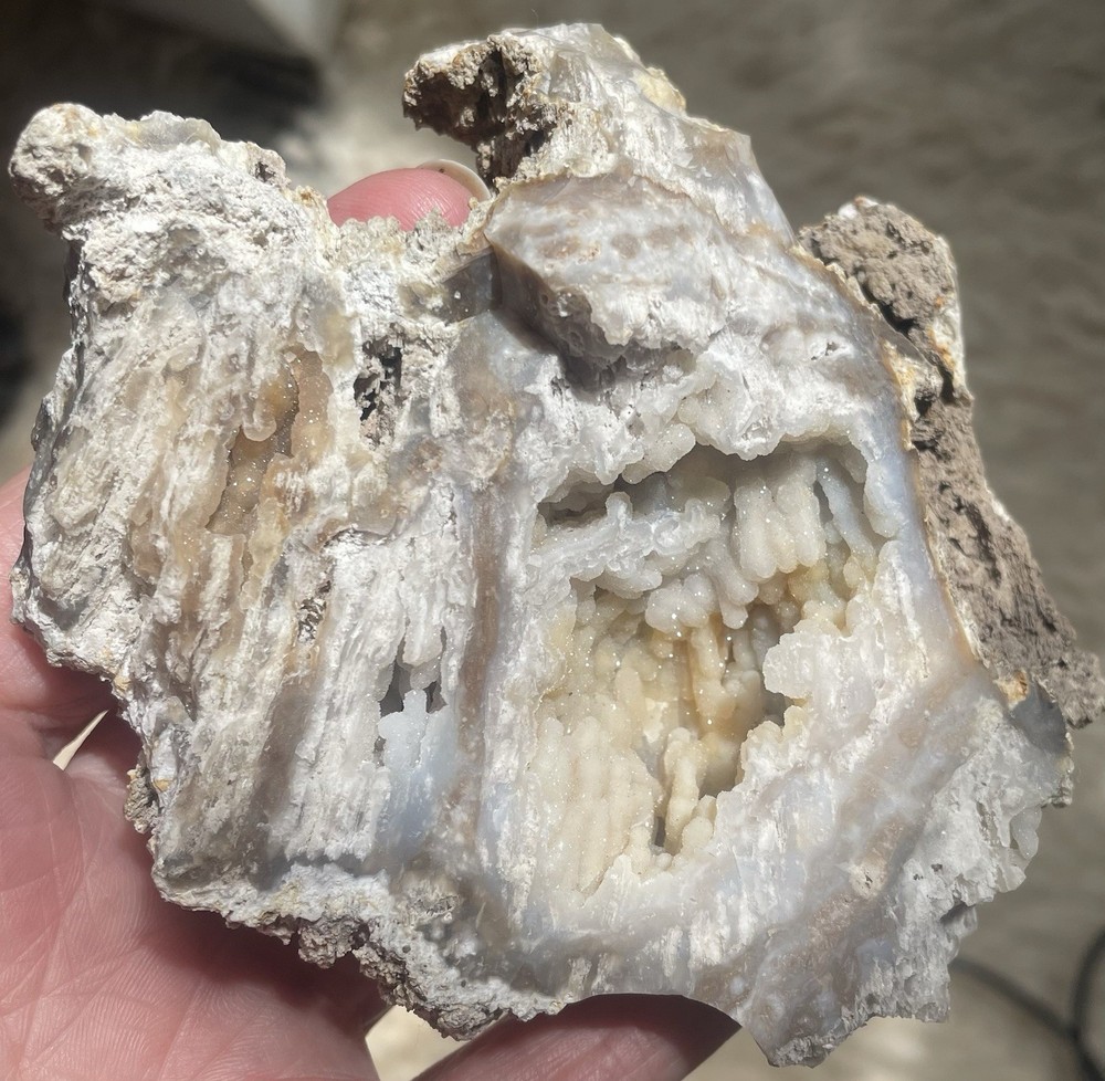 Agatized Coral Geode from Withlacoochee River FL Crystals Botryoidal Bird Shape