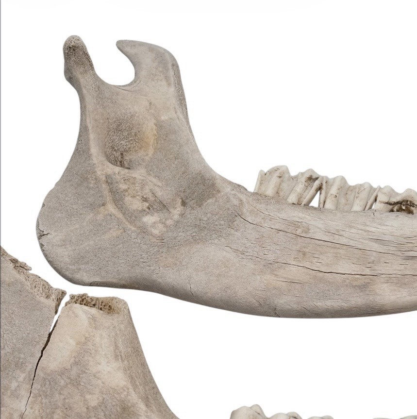 2 Bull Jaw Bones