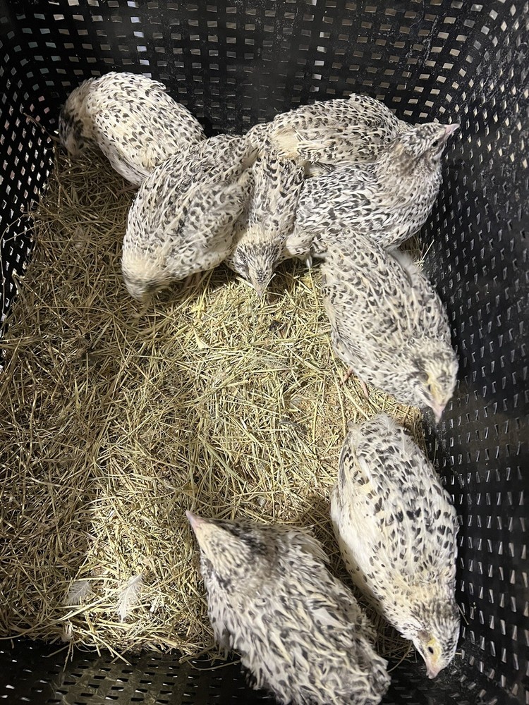 10+ Pearl Fee Coturnix Quail Hatch Egg