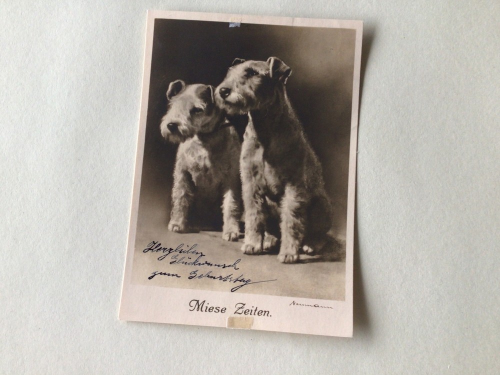Germany Rauhhaar Foxterrier Nurnberg postcard Ref A399