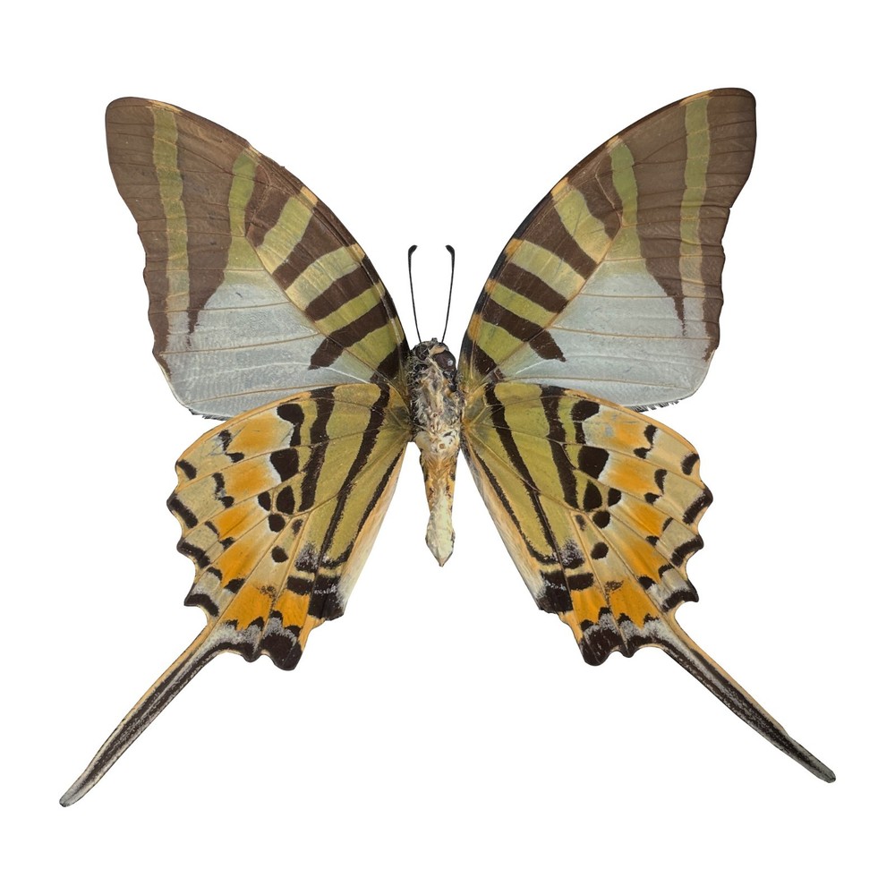 Real Framed Butterfly Five-bar Swordtail Graphium antiphates Gothic Home Decor
