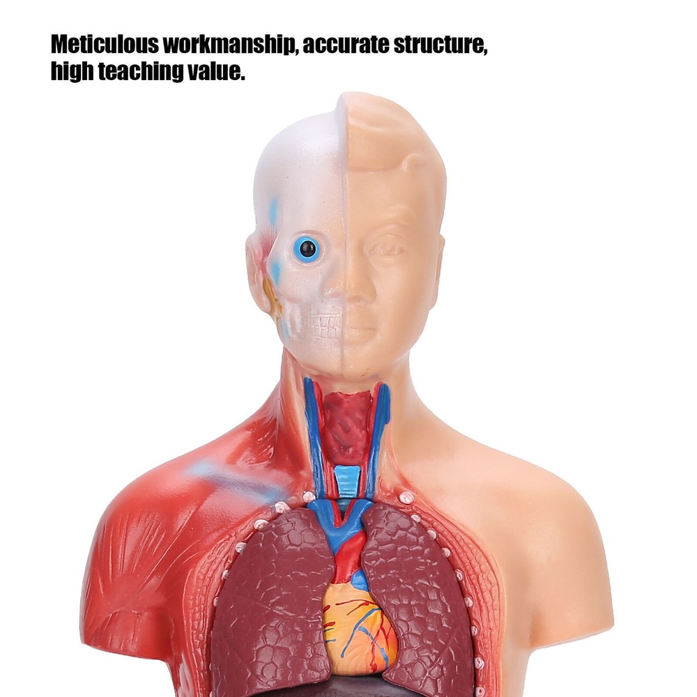 28cm Human Torso Model Detachable Internal Organs Teaching Anatomical Assembly