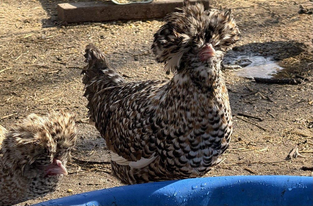 12+++Extra Candy Corn Polish Fertile Hatching Eggs