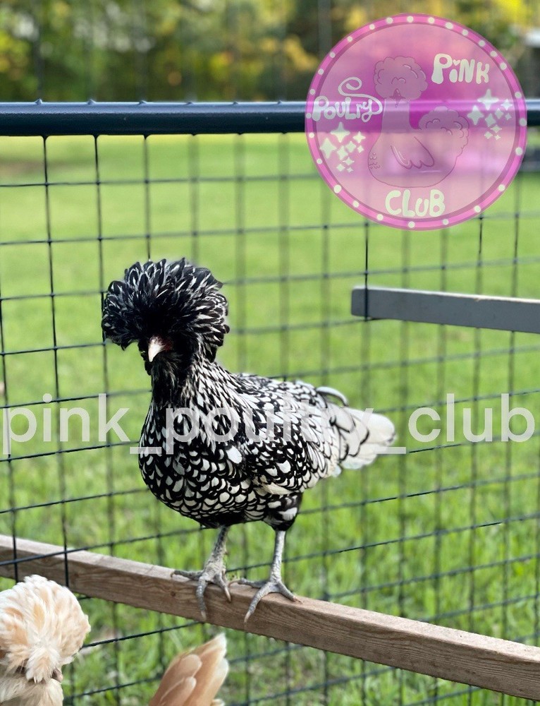 6 High Quality Silver Laced Buff Laced Polish fertile Hatching Eggs