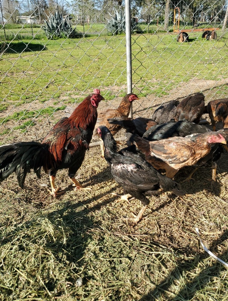 Thai Hatching Eggs 6 Total