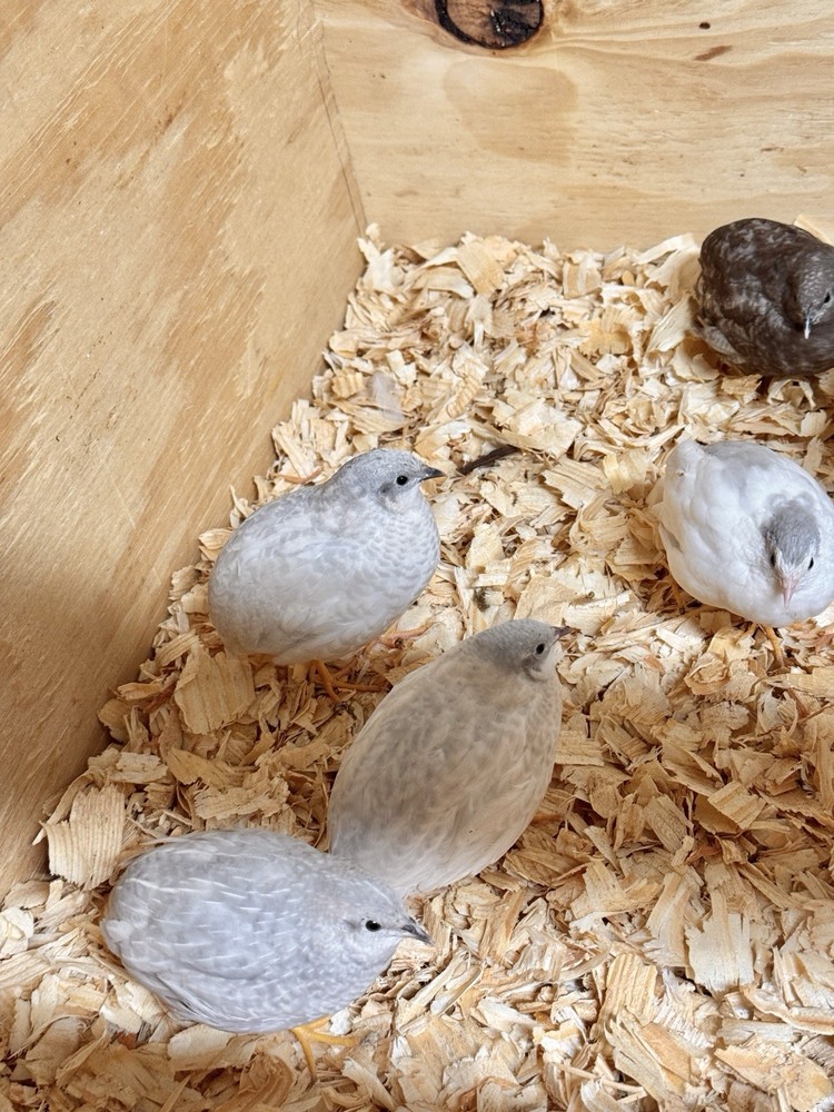 2 Dozen 24+, BUTTON QUAIL Hatching Eggs