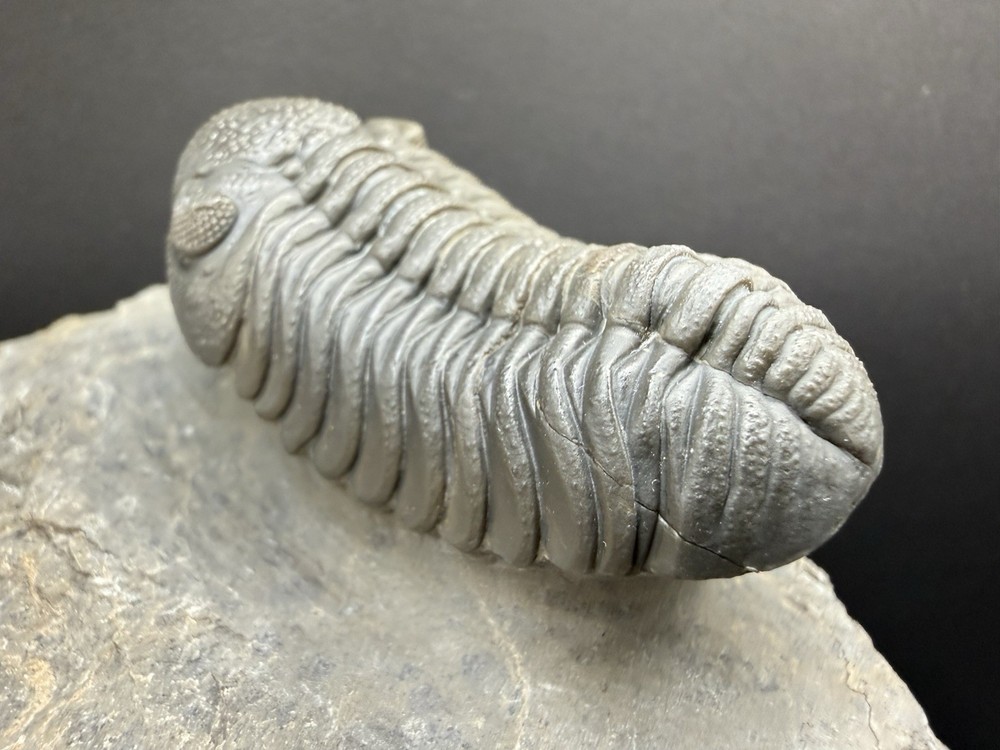 Moroccops Trilobite - Top Quality Specimen