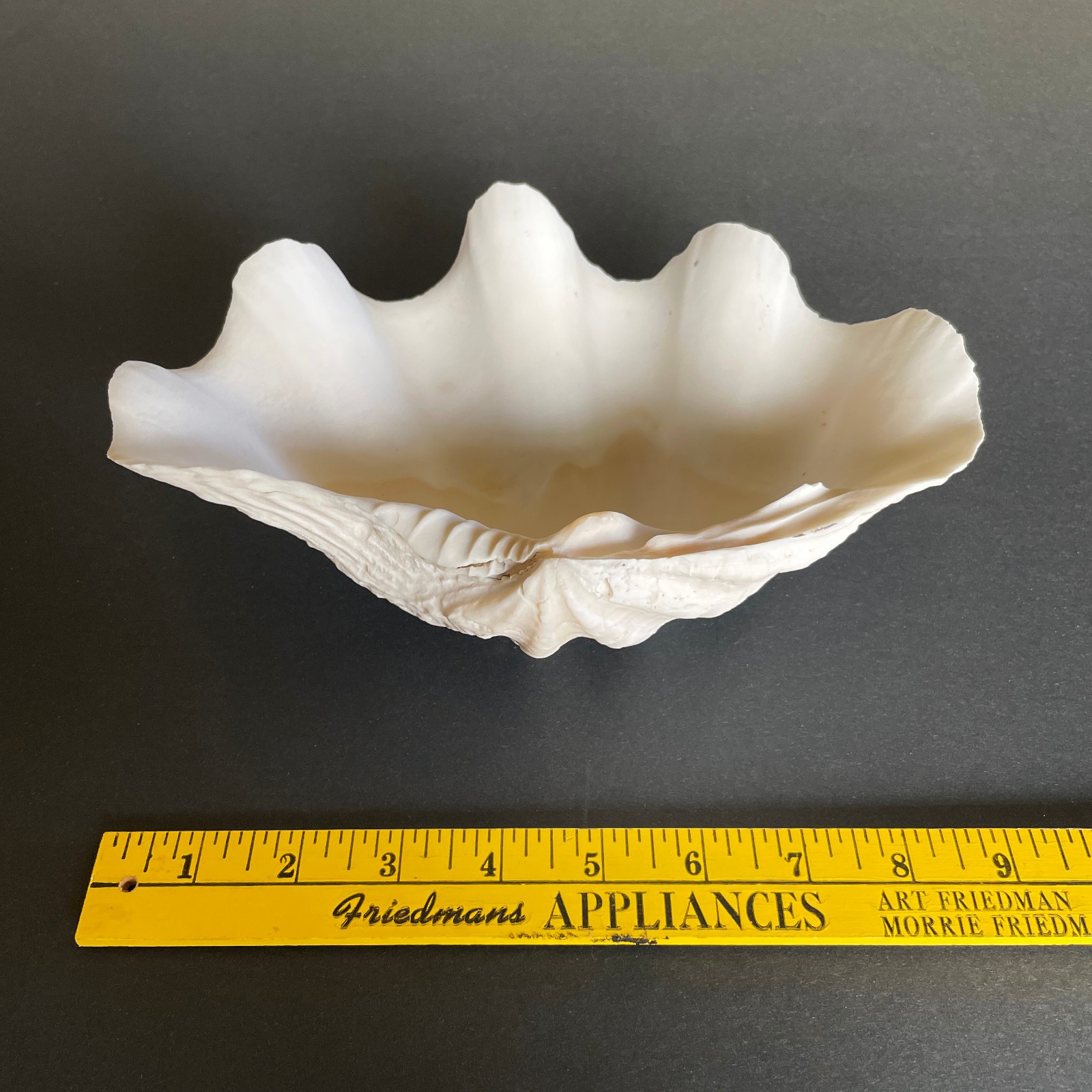 Large Natural Clam Shell • Tridacna • 9 x 6 x 3.75 inches