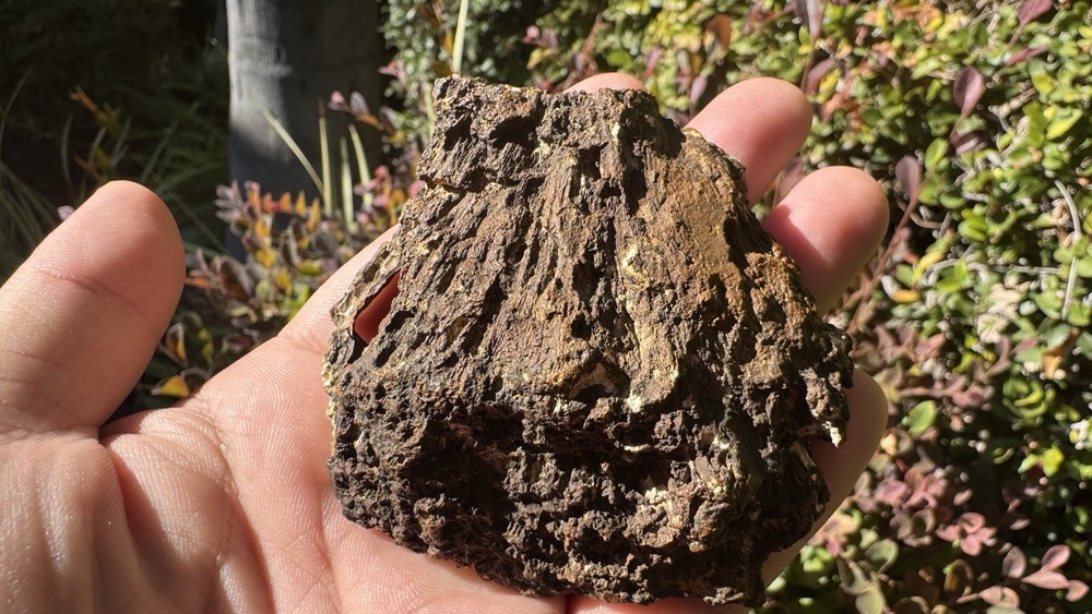 Agatized Coral Polished