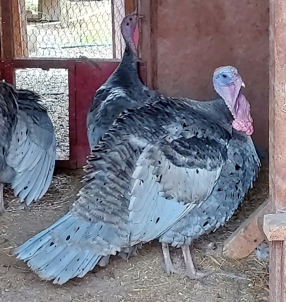 Heritage Blue Slate Turkey Hatching Eggs